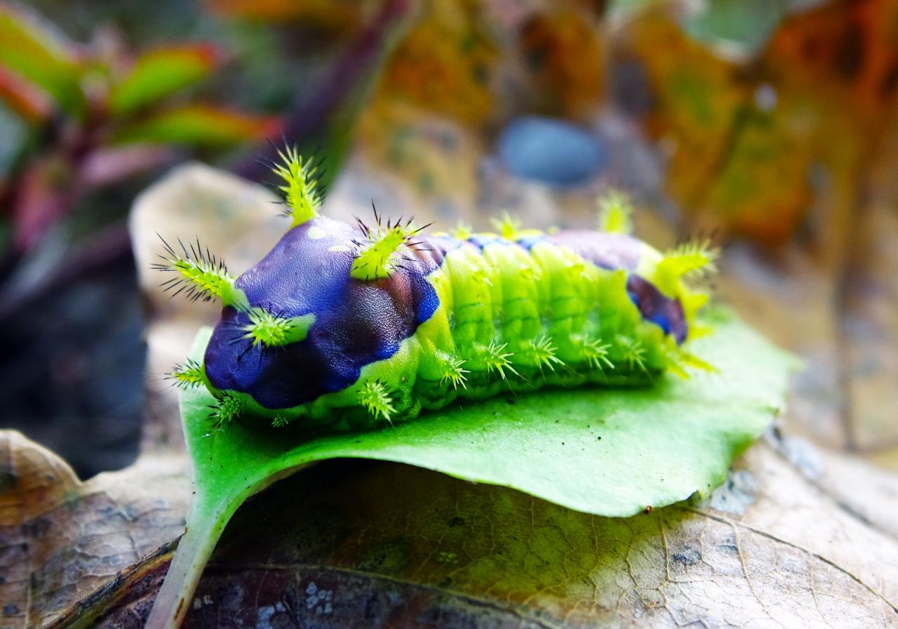 Watch the amazing molting process of the beautiful Saturniidae moths through each stage - Magazine