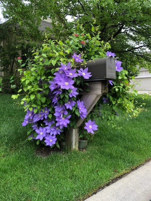 Beautiful Ideas with Clematis in the Garden