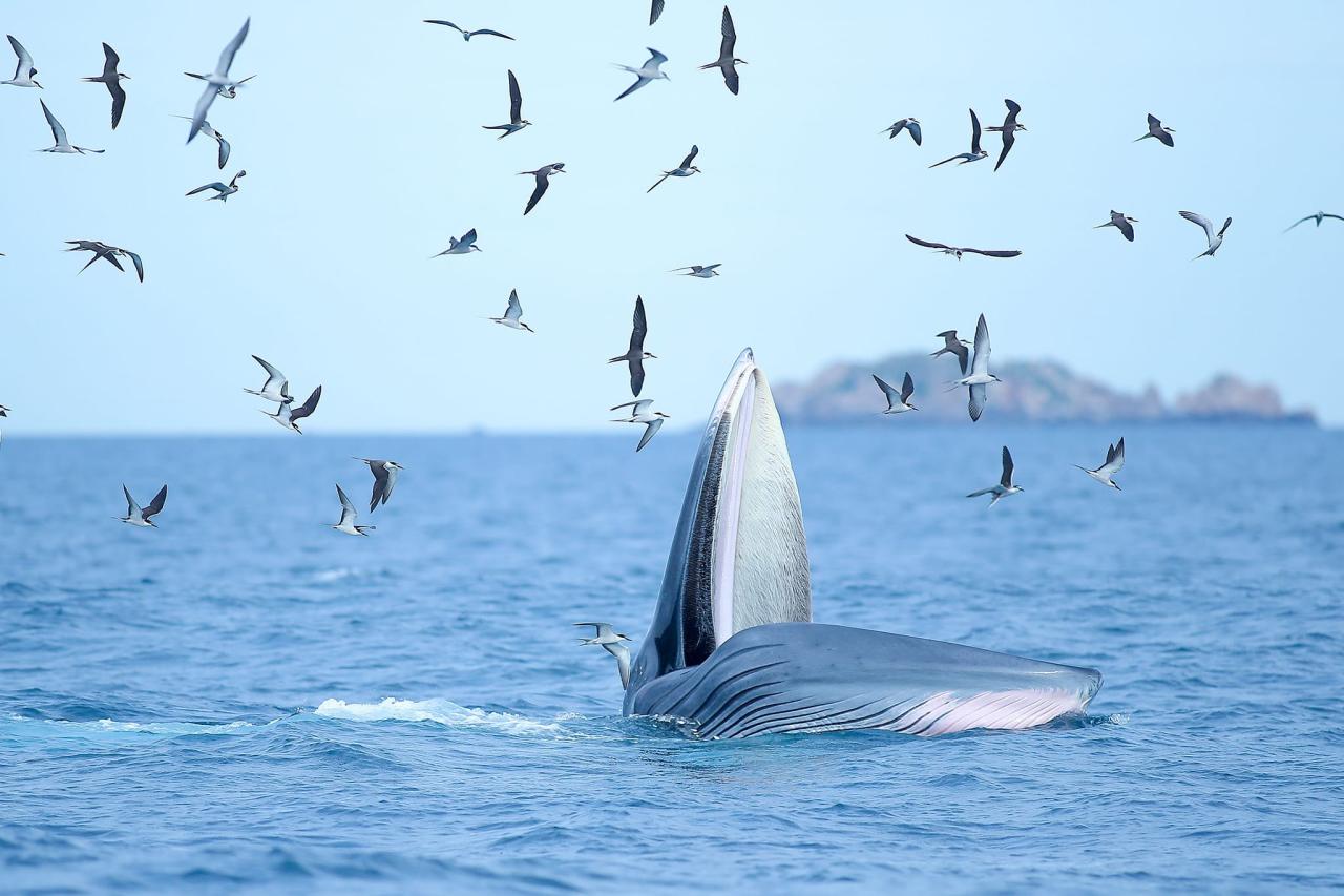 <em>A blue whale lunges toward fish in the waters near De Gi Beach in Phu Cat District, Binh Dinh Province, Vietnam. Photo:</em> Nguyen Dung / Tuoi Tre