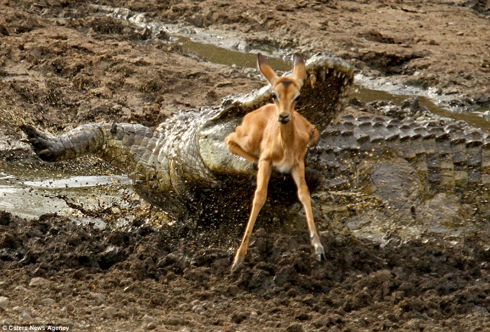 Last chance: Determined not to give up, the impala is seen scrambling on the banks of the river as it tries to flee from the starving croc