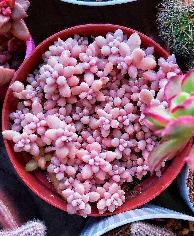 Pink Graptopetalum 'Mirinae' : houseplants | Suculentas, Hortas pequenas,  Como plantar couve