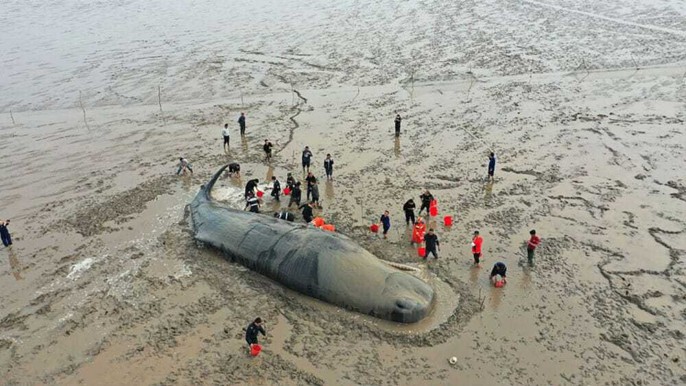 Beached sperm whale rescued in east China - CGTN