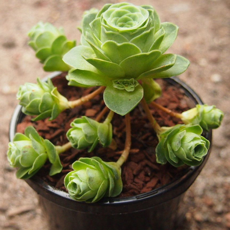 5 graines Greenovia dodrentalis, Aeonium dodrantale