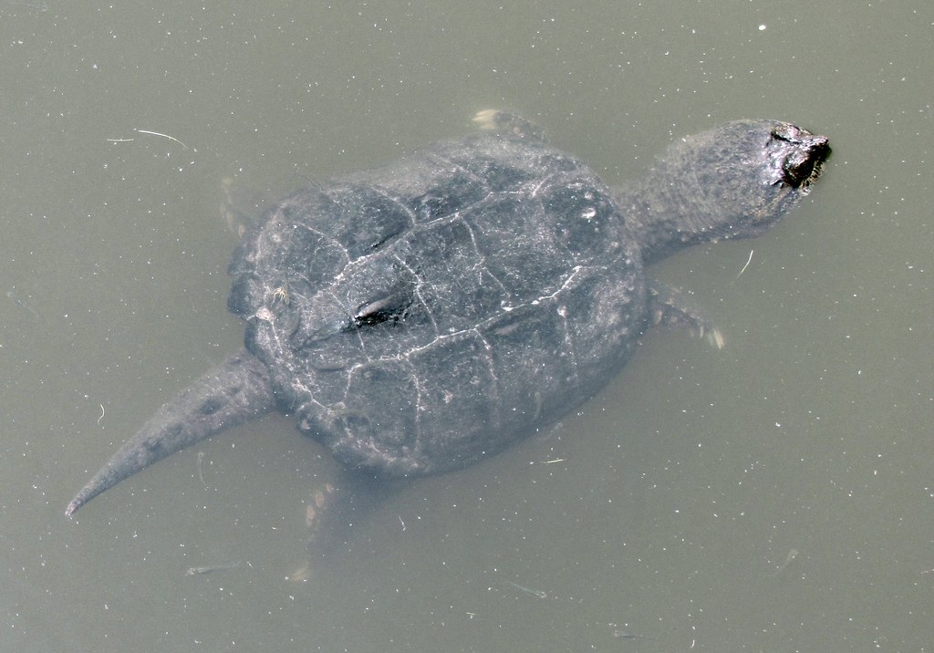 Snapping Turtle: Pea Island: North Carolina (NC) | On my way… | Flickr