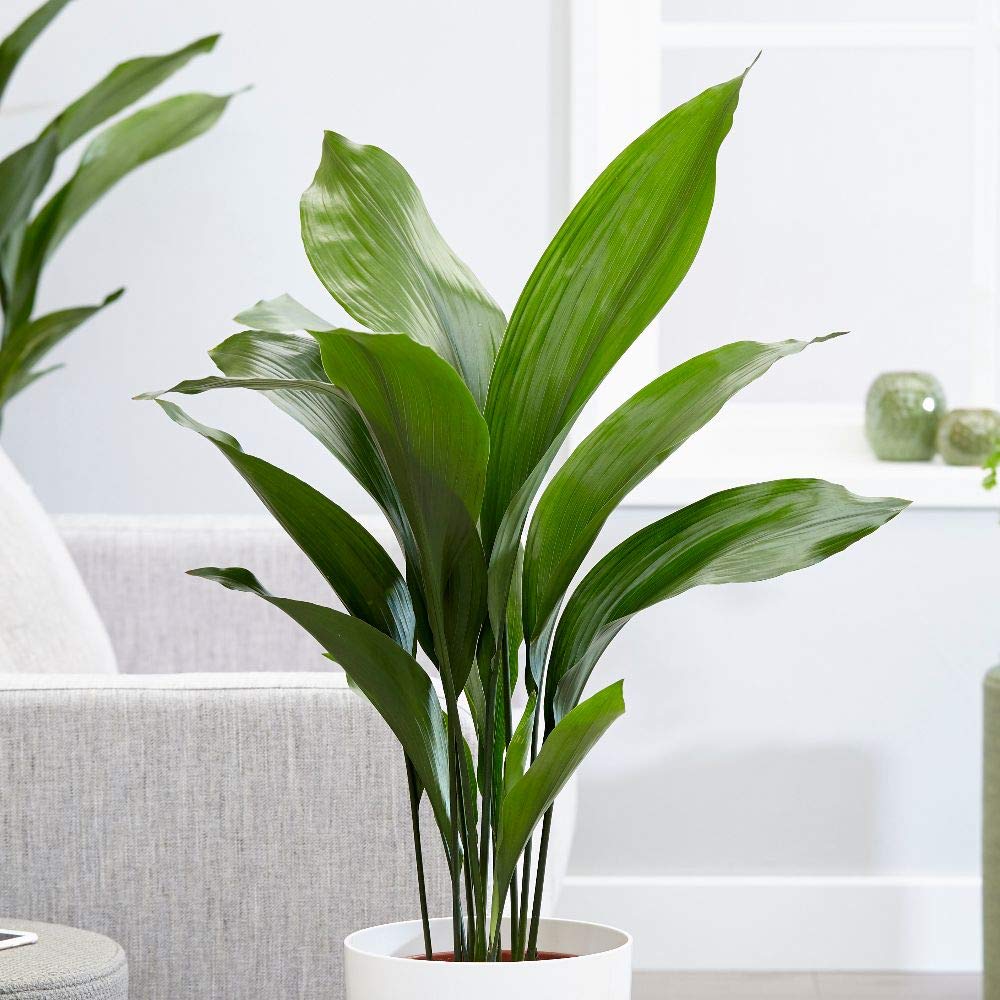 Amazon.com: Planta de hierro fundido, planta viva en una maceta de 10.0 in, Aspidistra Elatior, hermosa sombra perenne : Patio, Césped y Jardín