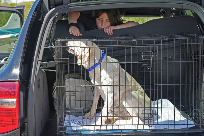 Morristown, NJ - May 6, 2023 - Rose Skuches, 6, of Washington Township with one of five rescue dogs that were flown in from Ohio to Morristown Airport, where they were picked up by Pet ResQ Inc. from Tenafly. The dogs will be delivered to foster homes, where they will stay for up to three months for rehabilitation and then be eligible for adoption.