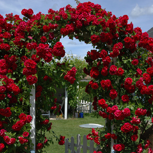 Climbing Roses - Garden Express - Australia's Largest Online Nursery