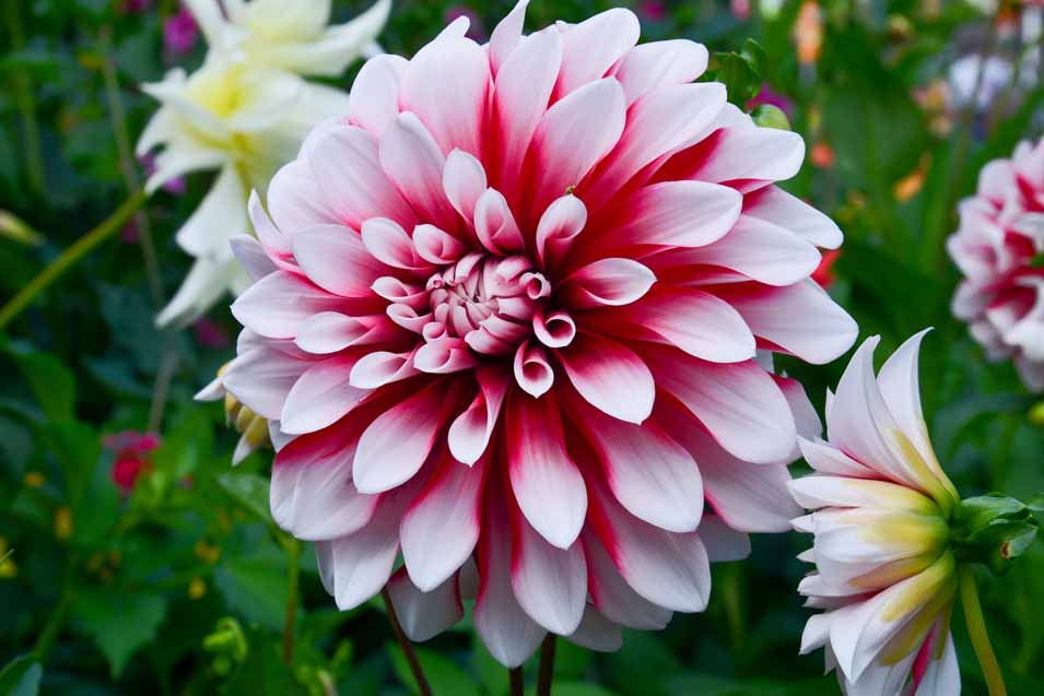 Dahlias - Known as the Flower of all Flowers