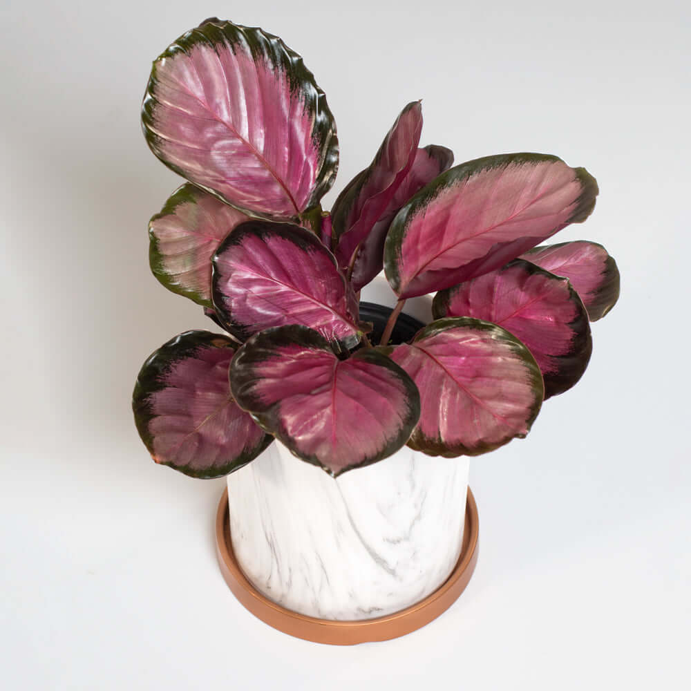 Calathea Roseopicta 'Rosy' Crimson Pink Prayer Plant – Verdant Lyfe