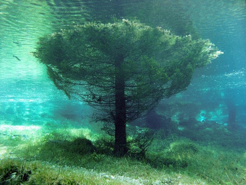 Underwater Trees - Picture Forum - Arbtalk | The Social Network For Arborists