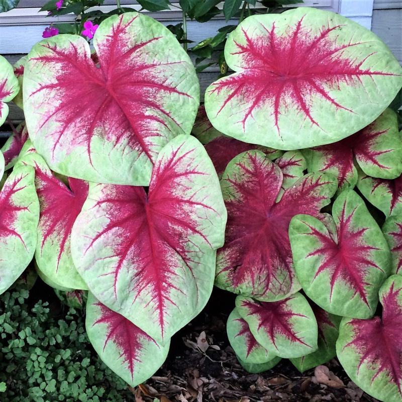 Green & Red Caladium Bulbs for Sale Online | Lemon Blush – Easy To Grow  Bulbs