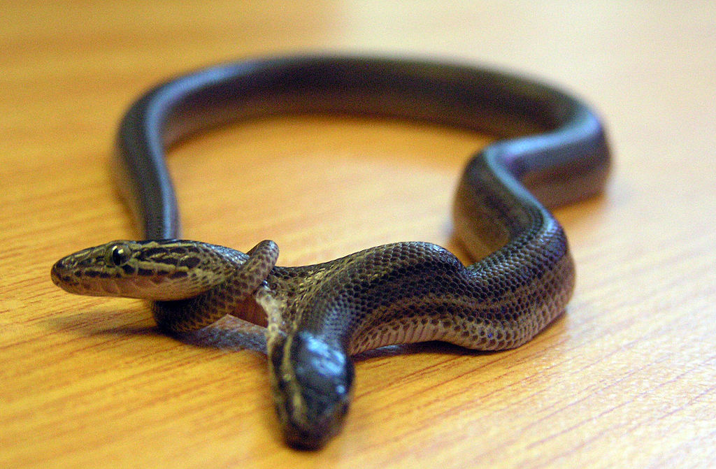 Rare Two-headed Snake Defies Odds of One in 100 million, Survives 17 Years | Nature World News