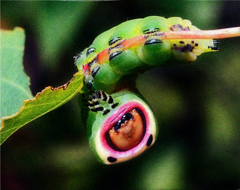 Watch the amazing molting process of the beautiful Saturniidae moths through each stage - Magazine