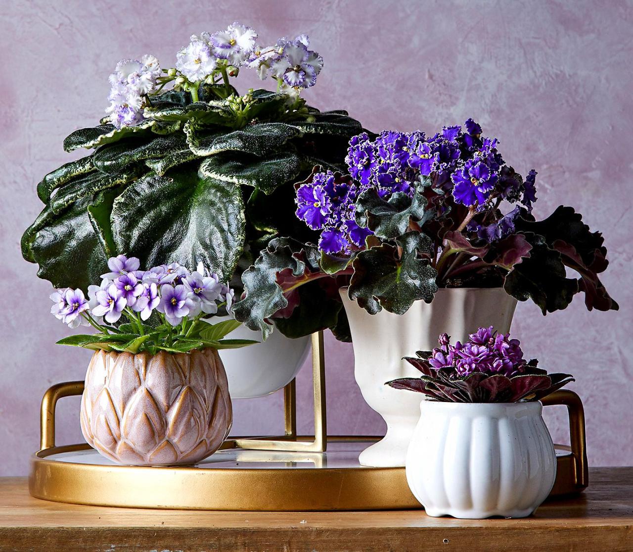 22 Indoor Flowering Plants That Will Make Your Home Feel Happier