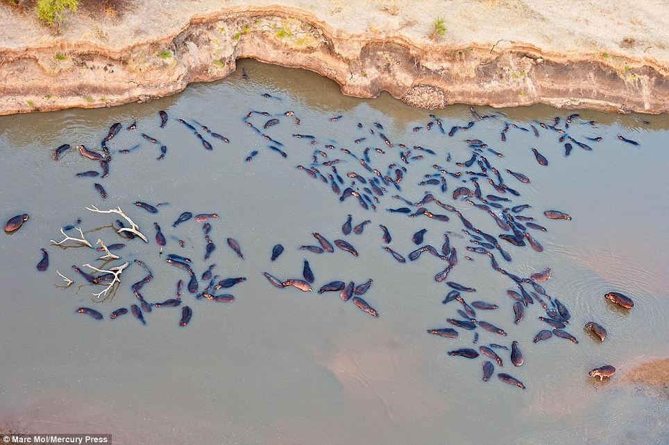 The hippos moved away upstream to find a new spot to bask in the water, keeping them cool in the relentless heat