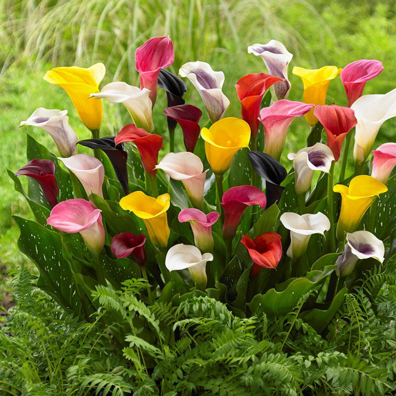 Mixed Calla Lily Bulbs | Spring Flower Bulbs | Eden Brothers