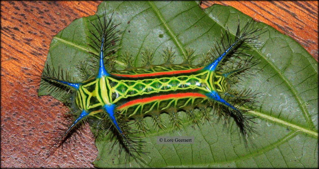 Watch the amazing molting process of the beautiful Saturniidae moths through each stage - Magazine