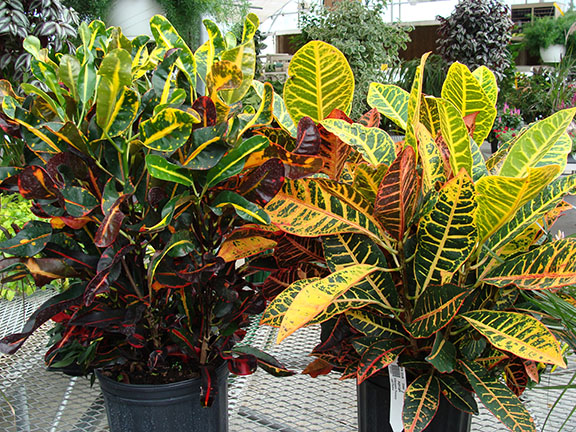 Croton Plants | Hoffmann Hillermann Nursery & Florist