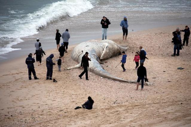 Fin whale washes up dead on southern Israel beach