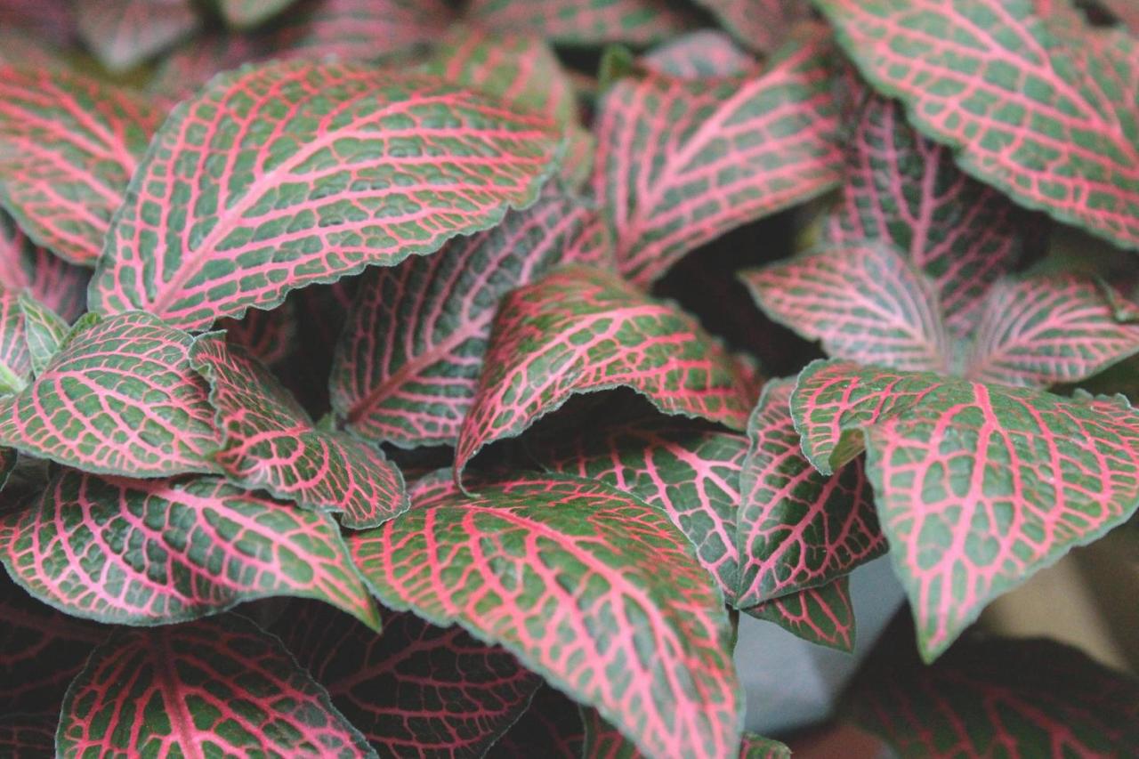 Fittonia albivenis or nerve plant 1230610 Stock Photo at Vecteezy