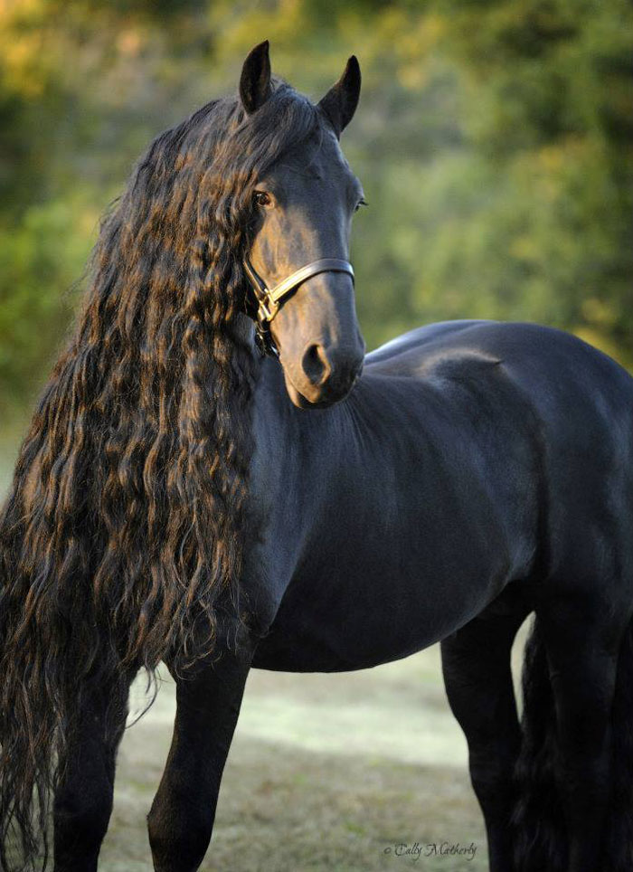 Frederik-The-Great-Friesian-Horse-Stallion