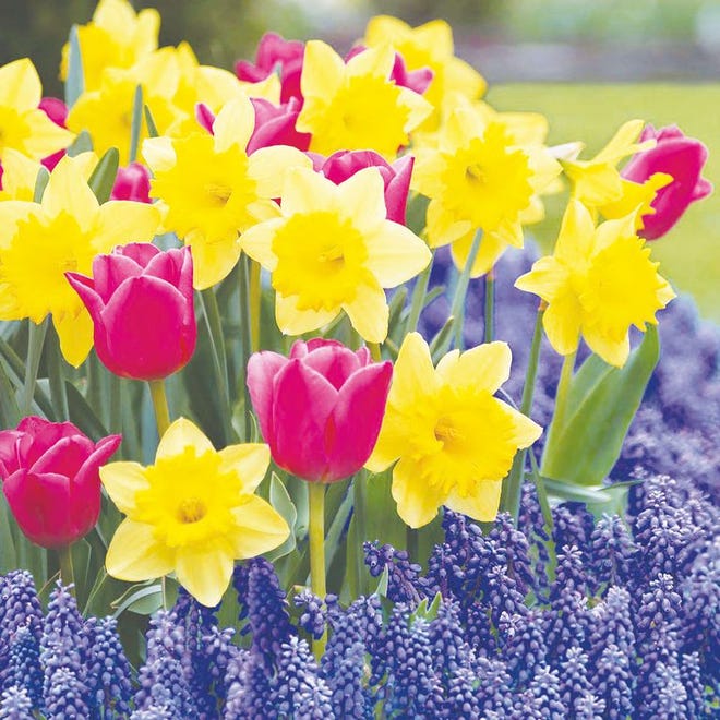 Gardening: Planting now means color in the spring