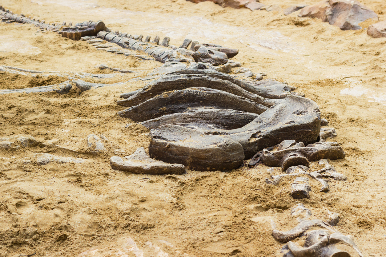 A fossil site in North Dakota might help paleontologists understand the  death of the dinosaurs better than ever before