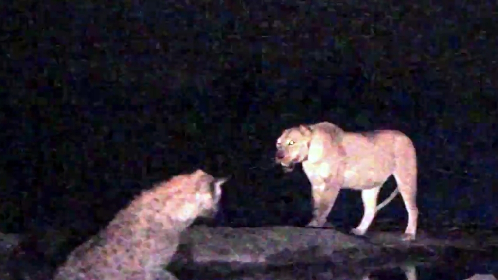 Hyenas Attack Lioness: Battle in the Dark of Night