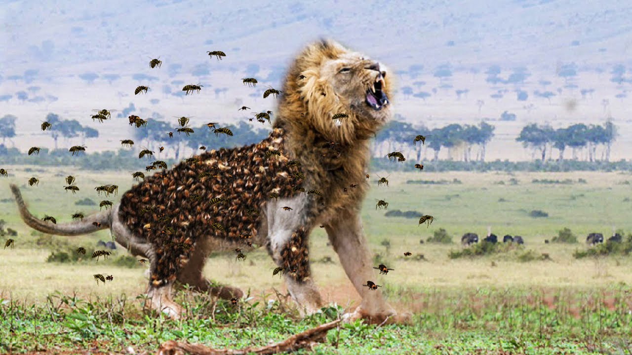 12 Most Merciless Battles Between Wild Animals - YouTube