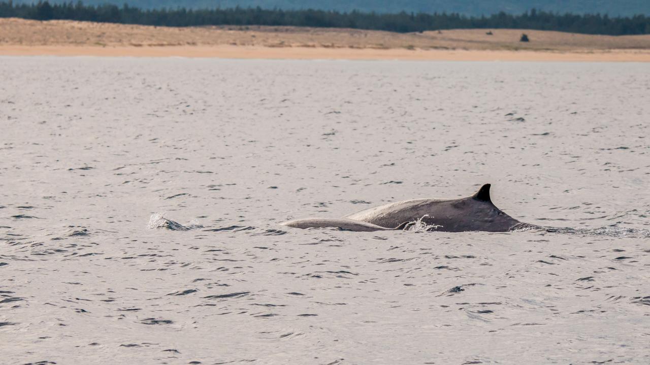 <em>A blue whale swims in the waters near De Gi Beach in Phu Cat District, Binh Dinh Province, Vietnam. Photo:</em> Hoang Duc Ngoc / Tuoi Tre