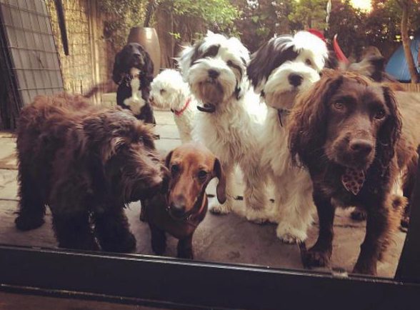  Olive (seen above with chums) is also set interval training of sprints and stair climbs in order to keep her from piling on the pounds