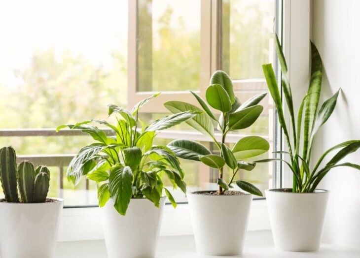 ¿Qué plantas absorben la humedad de casa?