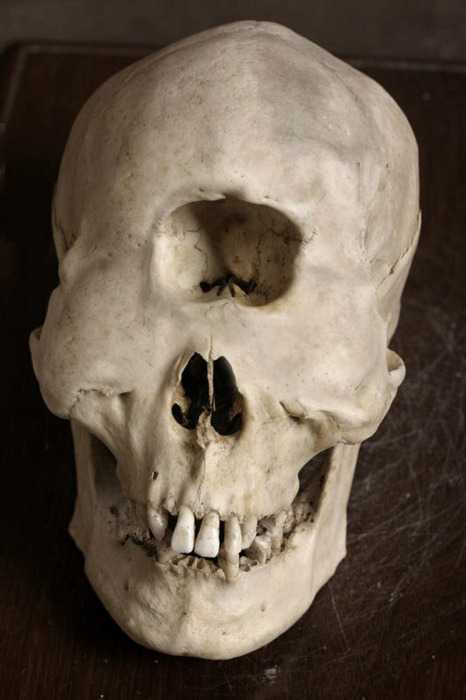 Froм the Dust — cyclops skull found on a site aƄout the...