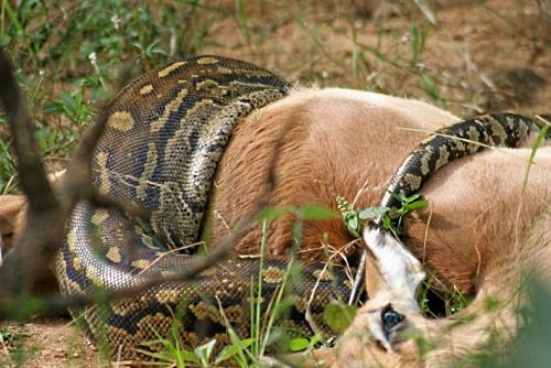 Python Pictures - Gruesome Photos Of A Python Swallowing An Antelope