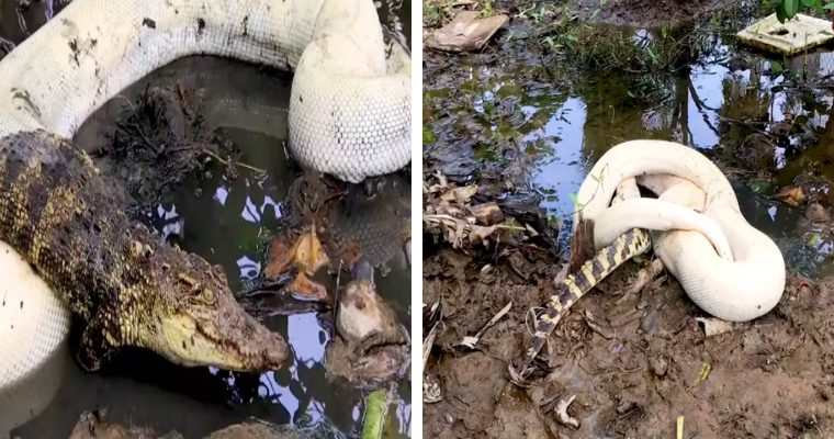 Una pitón alƄino se traga un feroz cocodrilo