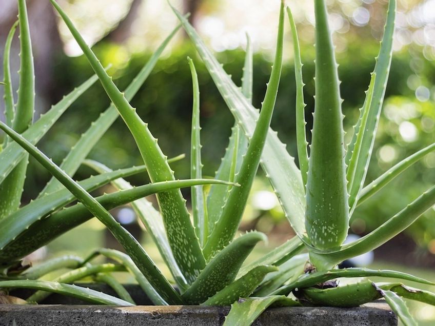 7 Beneficios y usos alucinantes del aloe vera