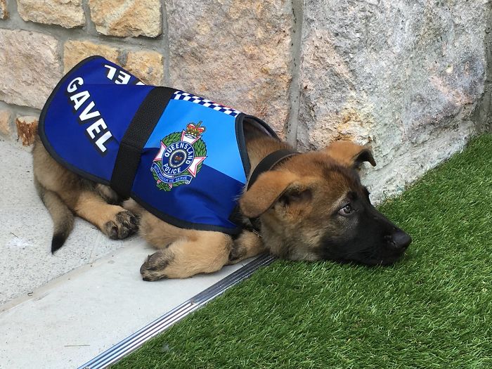 Police Dog Gets Fired For Being Too Friendly, Later Receives An Even Better Job Offer