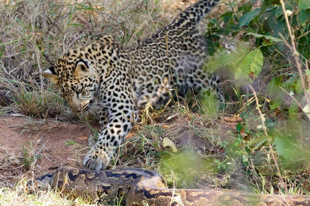 Watch: Mama leopard teaches her cub the art of python hunting | Predator vs  Prey | Earth Touch News