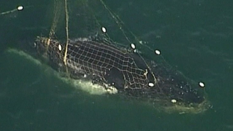 Shark net snags humpback whale